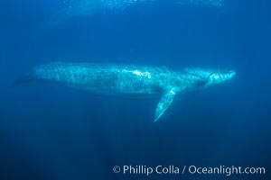 Fin whale underwater. The fin whale is the second longest and sixth most massive animal ever, reaching lengths of 88 feet, Balaenoptera physalus