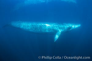 Fin whale underwater. The fin whale is the second longest and sixth most massive animal ever, reaching lengths of 88 feet, Balaenoptera physalus