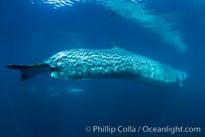Fin whale underwater photograph.  Note the thickness of the caudal stem, one of the world's most massive assemblages of musculature that drives its huge fluke up and down and powers it through the ocean on its epic travels.