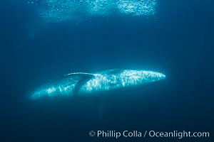 Fin whale underwater. The fin whale is the second longest and sixth most massive animal ever, reaching lengths of 88 feet.