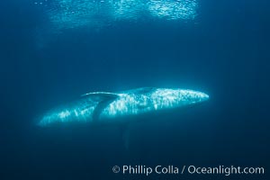 Fin whale underwater. The fin whale is the second longest and sixth most massive animal ever, reaching lengths of 88 feet, Balaenoptera physalus