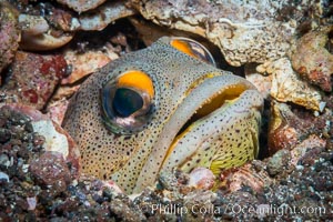 Fine Spotted Jawfish, Opistognathus punctatus, in sand and rock burrow, Sea of Cortez, Punta Alta, Baja California, Mexico