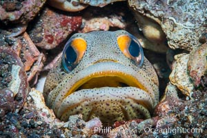 Fine Spotted Jawfish, Opistognathus punctatus, in sand and rock burrow, Sea of Cortez, Punta Alta, Baja California, Mexico