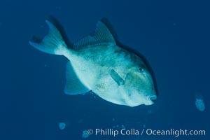 Finescale triggerfish underwater, Sea of Cortez, Baja California, Mexico, Balistes polylepis