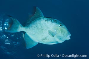 Finescale triggerfish underwater, Sea of Cortez, Baja California, Mexico, Balistes polylepis