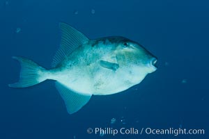 Finescale triggerfish underwater, Sea of Cortez, Baja California, Mexico, Balistes polylepis