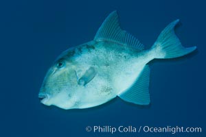 Finescale triggerfish underwater, Sea of Cortez, Baja California, Mexico, Balistes polylepis