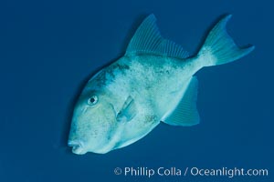 Finescale triggerfish underwater, Sea of Cortez, Baja California, Mexico.