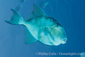 Finescale triggerfish underwater, Sea of Cortez, Baja California, Mexico.