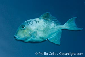 Finescale triggerfish underwater, Sea of Cortez, Baja California, Mexico, Balistes polylepis