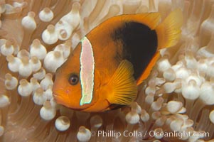 Fire clownfish, Amphiprion melanopus