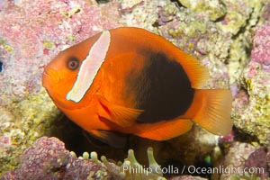 Fire clownfish, Amphiprion melanopus