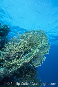 Fire corals on coral reef, Northern Red Sea, Egyptian Red Sea