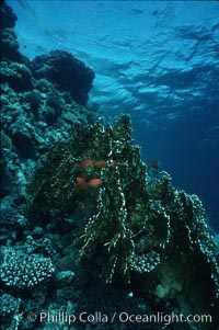 Fire corals on coral reef, Northern Red Sea, Egyptian Red Sea
