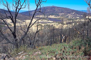 Fire damage on Stonewall Peak.  After the historic Cedar fire of 2003, much of the hills around Julian California were burnt.  One year later, new growth is seen amid the burnt oak trees and chaparral