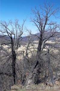 Fire damage on Stonewall Peak.  After the historic Cedar fire of 2003, much of the hills around Julian California were burnt.  One year later, new growth is seen amid the burnt oak trees and chaparral