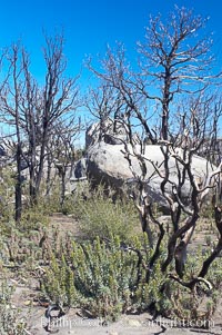 Fire damage on Stonewall Peak.  After the historic Cedar fire of 2003, much of the hills around Julian California were burnt.  One year later, new growth is seen amid the burnt oak trees and chaparral