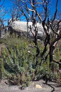 Fire damage on Stonewall Peak.  After the historic Cedar fire of 2003, much of the hills around Julian California were burnt.  One year later, new growth is seen amid the burnt oak trees and chaparral