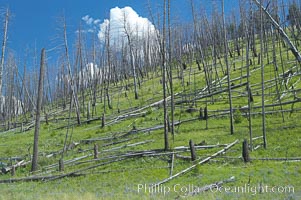 Yellowstones historic 1988 fires destroyed vast expanses of forest. Here scorched, dead stands of lodgepole pine stand testament to these fires, and to the renewal of these forests. Seedling and small lodgepole pines can be seen emerging between the dead trees, growing quickly on the nutrients left behind the fires. Southern Yellowstone National Park