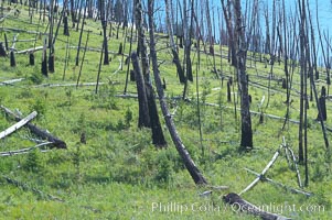 Yellowstones historic 1988 fires destroyed vast expanses of forest. Here scorched, dead stands of lodgepole pine stand testament to these fires, and to the renewal of these forests. Seedling and small lodgepole pines can be seen emerging between the dead trees, growing quickly on the nutrients left behind the fires. Southern Yellowstone National Park