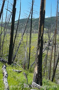 Yellowstones historic 1988 fires destroyed vast expanses of forest. Here scorched, dead stands of lodgepole pine stand testament to these fires, and to the renewal of these forests. Seedling and small lodgepole pines can be seen emerging between the dead trees, growing quickly on the nutrients left behind the fires. Southern Yellowstone National Park