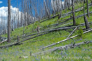 Yellowstones historic 1988 fires destroyed vast expanses of forest. Here scorched, dead stands of lodgepole pine stand testament to these fires, and to the renewal of these forests. Seedling and small lodgepole pines can be seen emerging between the dead trees, growing quickly on the nutrients left behind the fires. Southern Yellowstone National Park