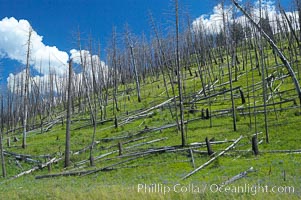 Yellowstones historic 1988 fires destroyed vast expanses of forest. Here scorched, dead stands of lodgepole pine stand testament to these fires, and to the renewal of these forests. Seedling and small lodgepole pines can be seen emerging between the dead trees, growing quickly on the nutrients left behind the fires. Southern Yellowstone National Park