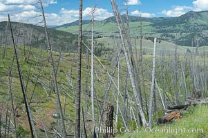 Yellowstones historic 1988 fires destroyed vast expanses of forest. Here scorched, dead stands of lodgepole pine stand testament to these fires, and to the renewal of these forests. Seedling and small lodgepole pines can be seen emerging between the dead trees, growing quickly on the nutrients left behind the fires. Southern Yellowstone National Park