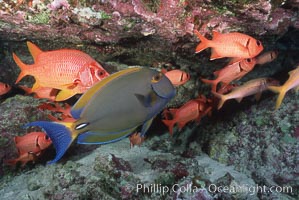 Unidentified fish, Kauai