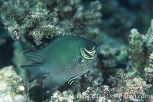 Unidentified fish, Egyptian Red Sea