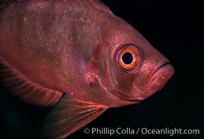 Unidentified fish, Egyptian Red Sea