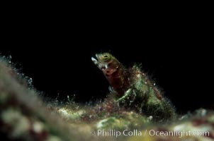 Unidentified fish, Roatan