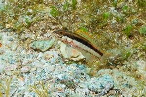 Unidentified fish, Sea of Cortez