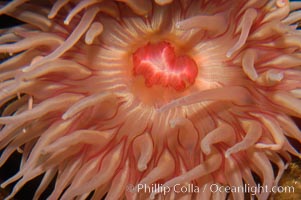 Fish-eating anemone, Urticina