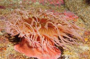 Fish-eating anemone, Urticina