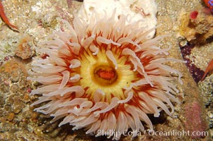 Fish-eating anemone, Urticina