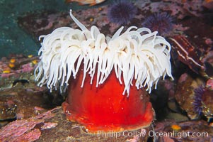 Fish-eating anemone, Urticina piscivora