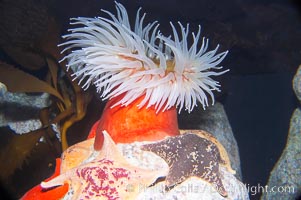 Fish-eating anemone, Urticina piscivora