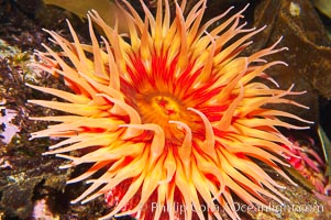 Fish-eating anemone., Urticina piscivora, natural history stock photograph, photo id 14940
