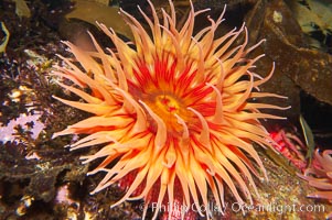 Fish-eating anemone, Urticina piscivora