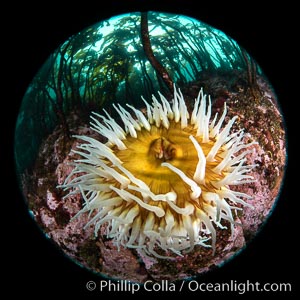 The Fish Eating Anemone Urticina piscivora, a large colorful anemone found on the rocky underwater reefs of Vancouver Island, British Columbia