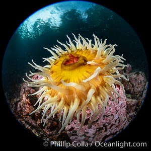The Fish Eating Anemone Urticina piscivora, a large colorful anemone found on the rocky underwater reefs of Vancouver Island, British Columbia