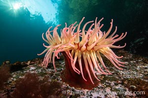 The Fish Eating Anemone Urticina piscivora, a large colorful anemone found on the rocky underwater reefs of Vancouver Island, British Columbia