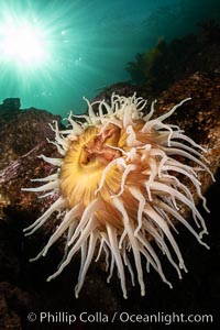 The Fish Eating Anemone Urticina piscivora, a large colorful anemone found on the rocky underwater reefs of Vancouver Island, British Columbia, Urticina piscivora