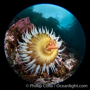 The Fish Eating Anemone Urticina piscivora, a large colorful anemone found on the rocky underwater reefs of Vancouver Island, British Columbia, Urticina piscivora