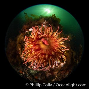 The Fish Eating Anemone Urticina piscivora, a large colorful anemone found on the rocky underwater reefs of Vancouver Island, British Columbia, Urticina piscivora