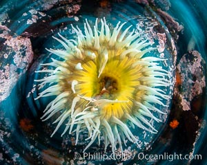 The Fish Eating Anemone Urticina piscivora, a large colorful anemone found on the rocky underwater reefs of Vancouver Island, British Columbia, Urticina piscivora