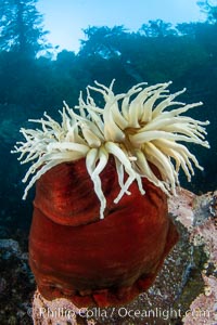 The Fish Eating Anemone Urticina piscivora, a large colorful anemone found on the rocky underwater reefs of Vancouver Island, British Columbia