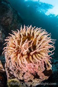 The Fish Eating Anemone Urticina piscivora, a large colorful anemone found on the rocky underwater reefs of Vancouver Island, British Columbia, Urticina piscivora