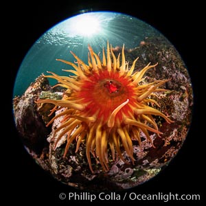 The Fish Eating Anemone Urticina piscivora, a large colorful anemone found on the rocky underwater reefs of Vancouver Island, British Columbia, Urticina piscivora